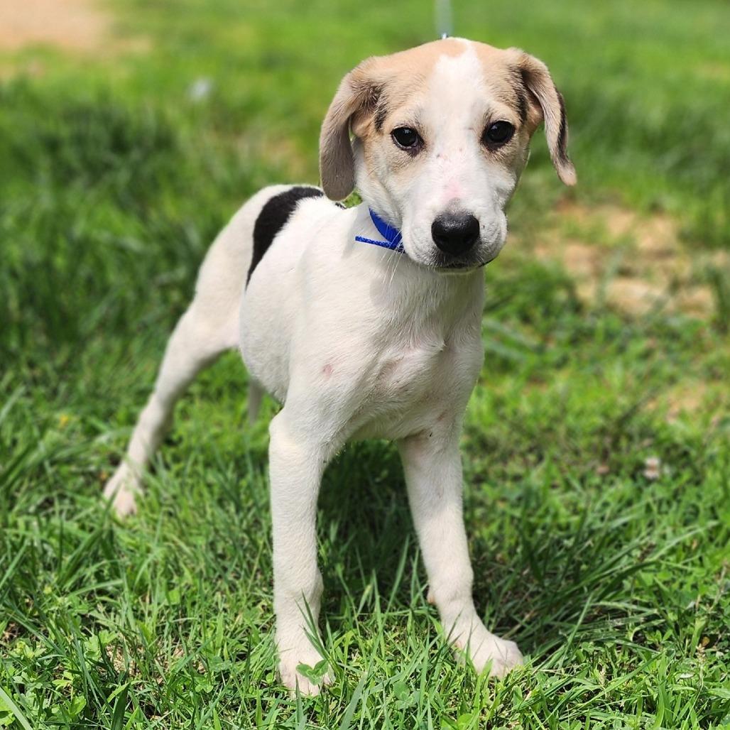 Enlarge Bertha, a Adoptable Coonhound in Centerville, TN image 2/4