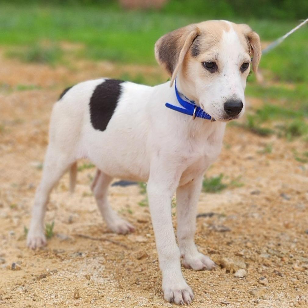 Enlarge Bertha, a Adoptable Coonhound in Centerville, TN image 3/4