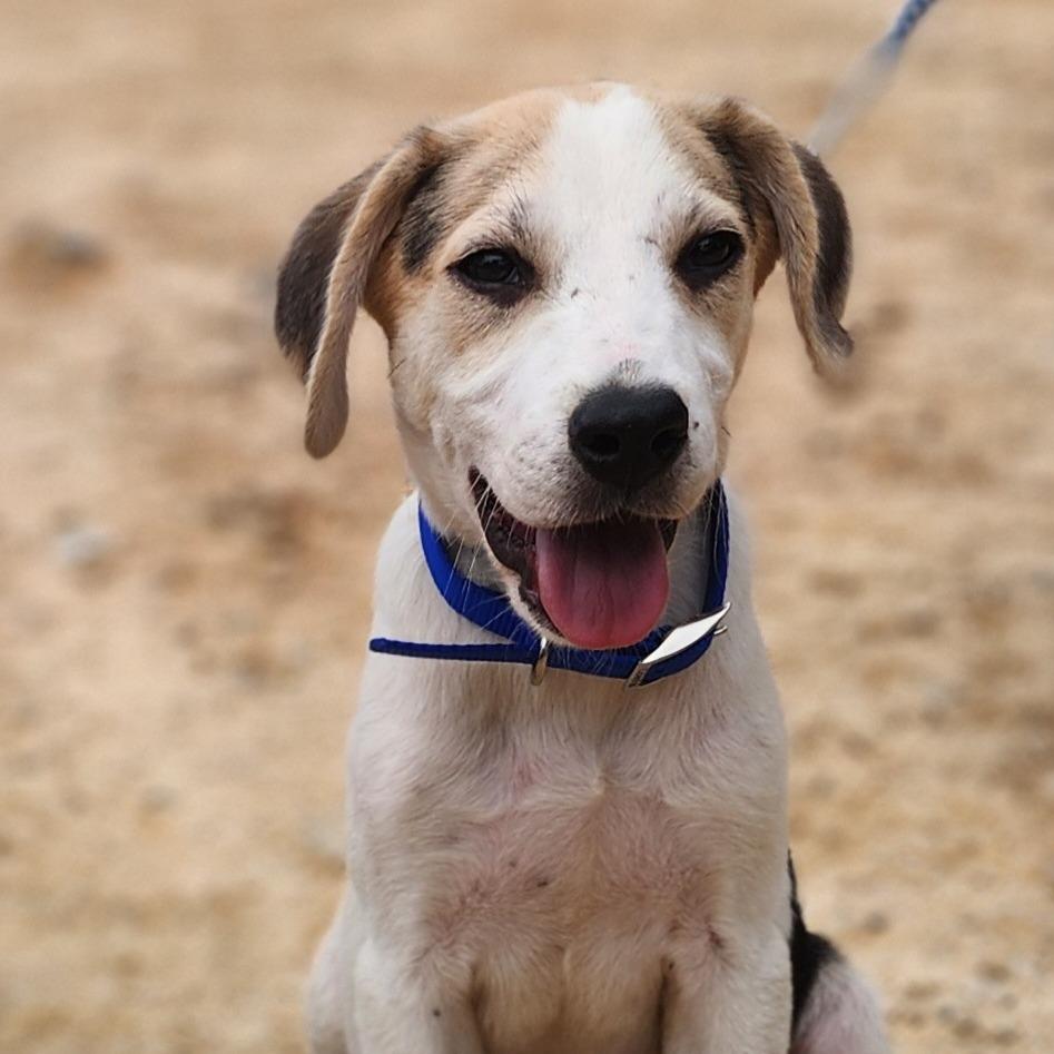 Enlarge Bertha, a Adoptable Coonhound in Centerville, TN image 4/4