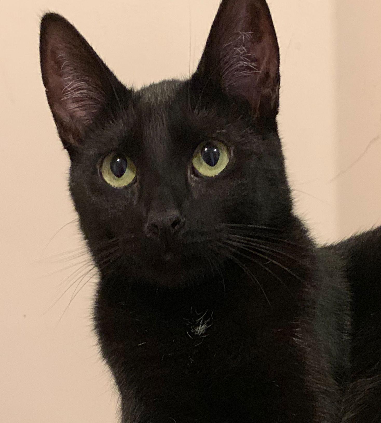 Enlarge Wally, a Adopted mixed breed in Hallandale, FL image 2/3