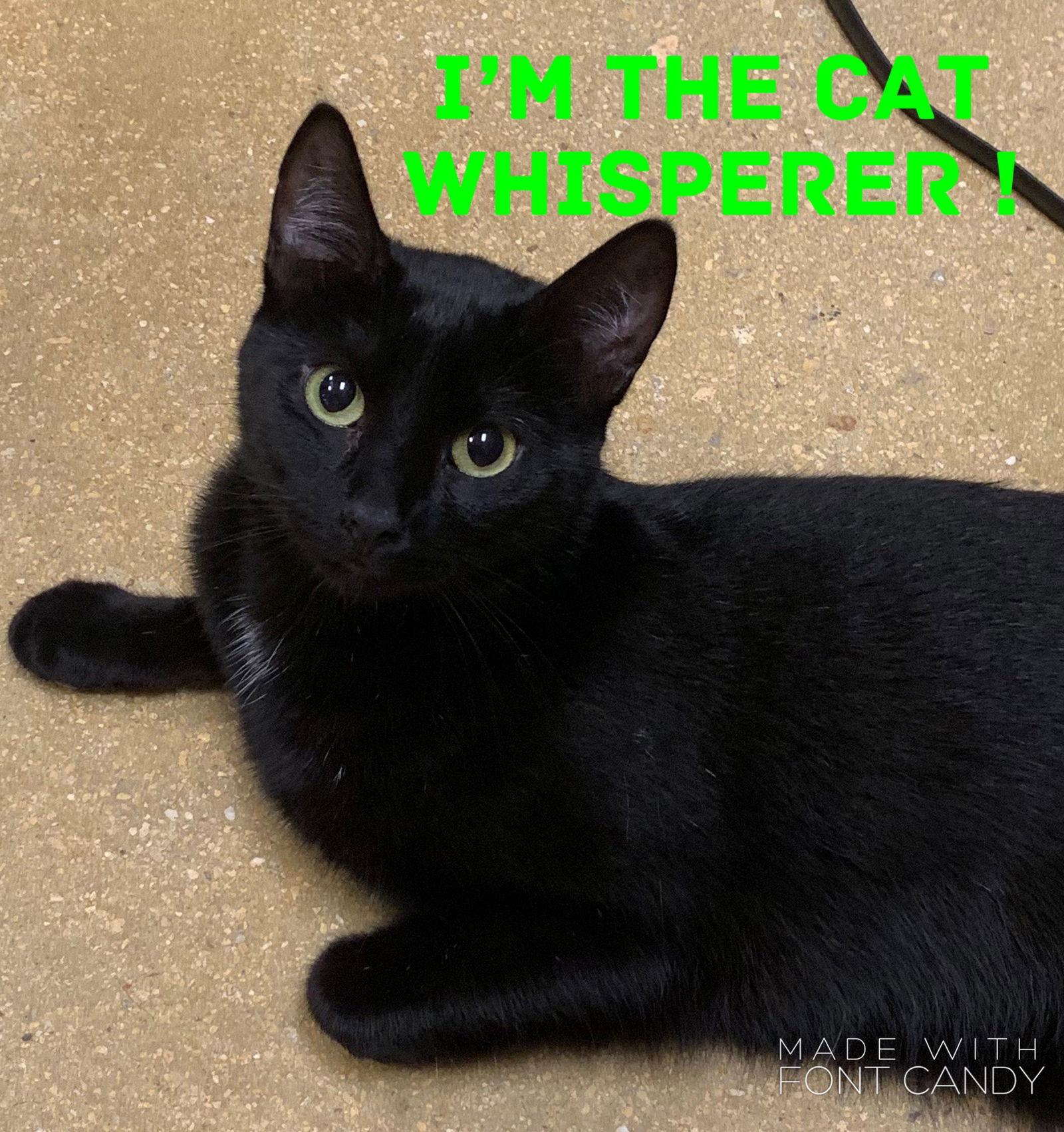 Enlarge Wally, a Adopted mixed breed in Hallandale, FL image 3/3