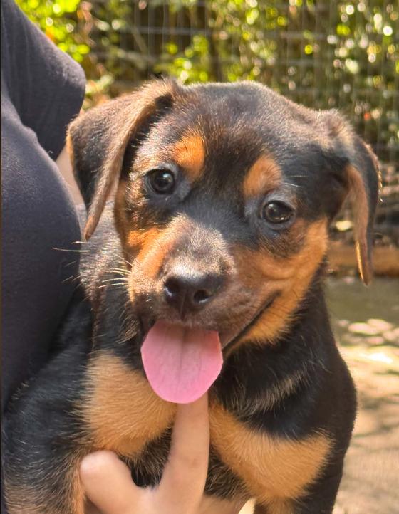 Enlarge Chrissy, a Adoptable mixed breed in Eutawville, SC image 2/3