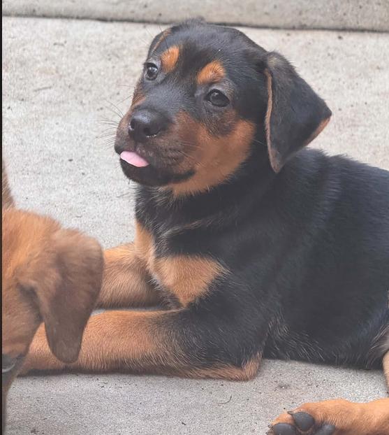 Enlarge Chrissy, a Adoptable mixed breed in Eutawville, SC image 3/3