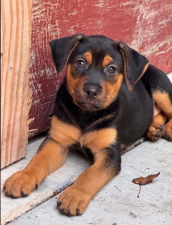 Chrissy, Adoptable, Puppy Female Mixed Breed.