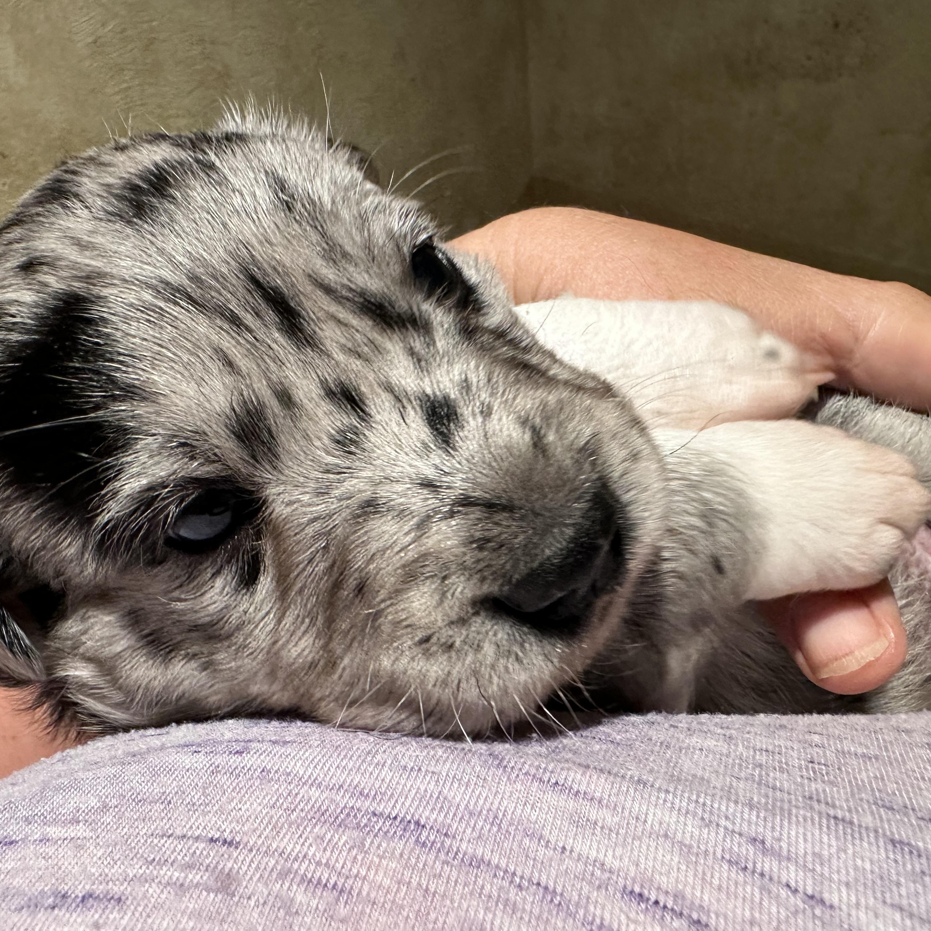Enlarge Dolly Parton, a Adoptable mixed breed in San Angelo, TX image 2/3
