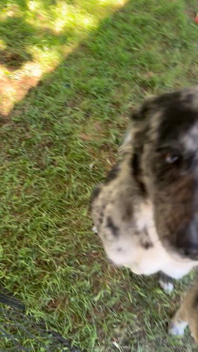 Enlarge Dolly Parton, a Adoptable mixed breed in San Angelo, TX video 3/3