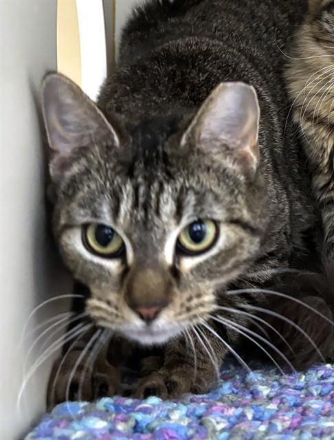 Enlarge MISS PRISS, a Adoptable Domestic Short Hair in Boston, MA image 1/1