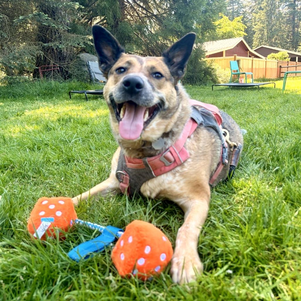 Freya, Adoptable, Adult Female Shepherd & Mixed Breed.
