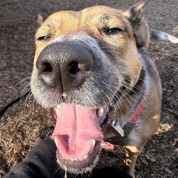 Freya, Adoptable, Adult Female Shepherd.