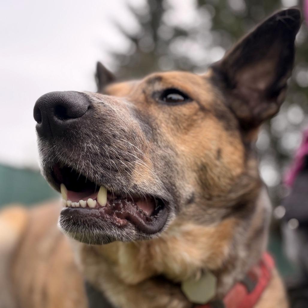 Enlarge Freya, a Adoptable mixed breed in Woodinville, WA image 2/6
