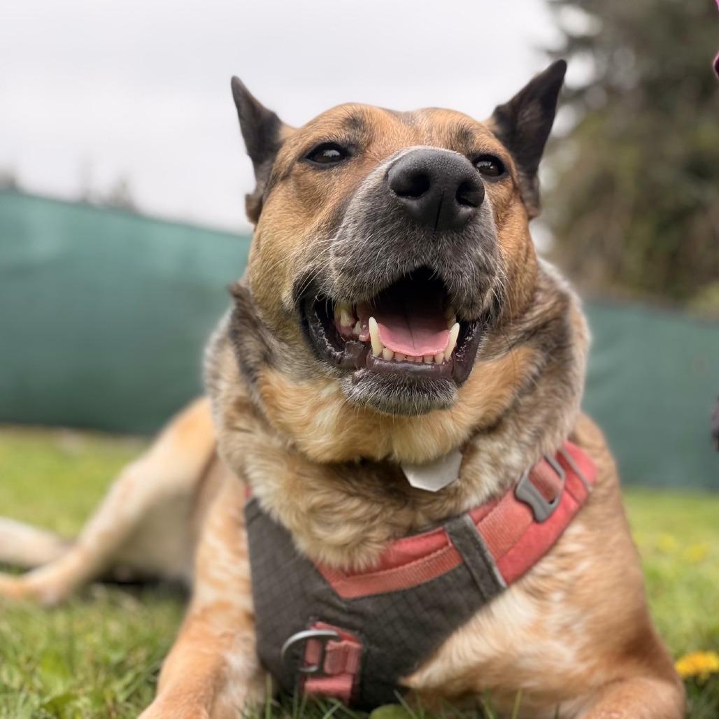 Enlarge Freya, a Adoptable mixed breed in Woodinville, WA image 3/6