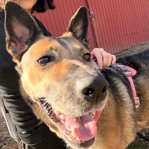 Enlarge Freya, a Adoptable mixed breed in Woodinville, WA image 2/3