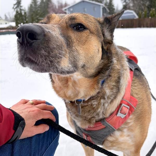 Enlarge Freya, a Adoptable mixed breed in Woodinville, WA image 3/3