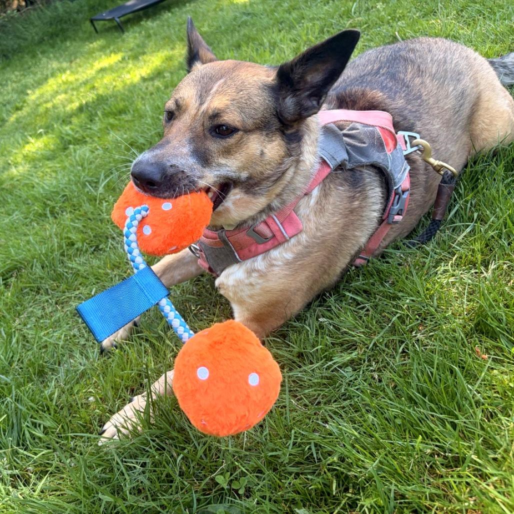 Enlarge Freya, a Adoptable mixed breed in Woodinville, WA image 3/6