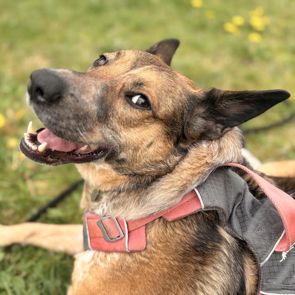 Enlarge Freya, a Adoptable mixed breed in Woodinville, WA image 5/6