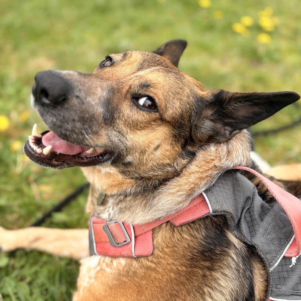 Enlarge Freya, a Adoptable mixed breed in Woodinville, WA image 4/6