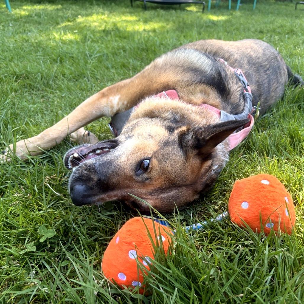 Enlarge Freya, a Adoptable mixed breed in Woodinville, WA image 5/6