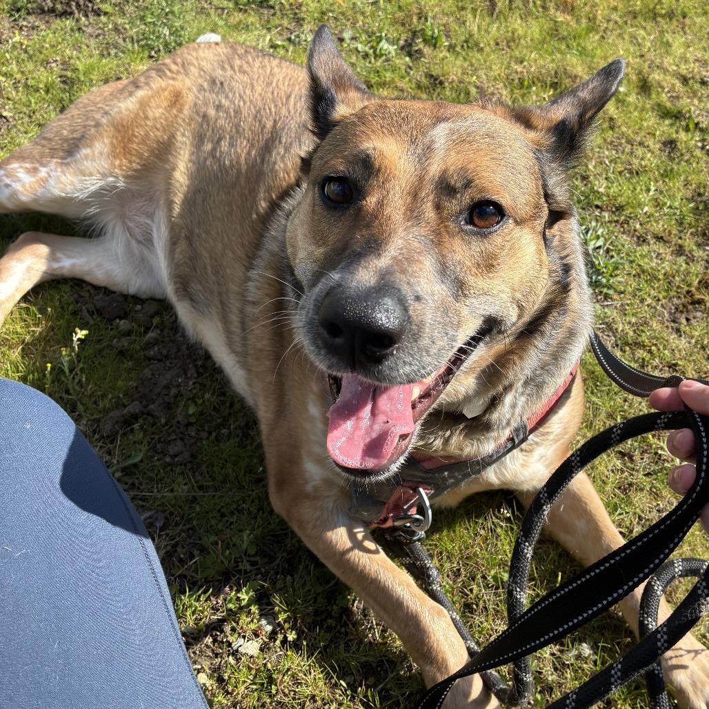 Enlarge Freya, a Adoptable mixed breed in Woodinville, WA image 6/6