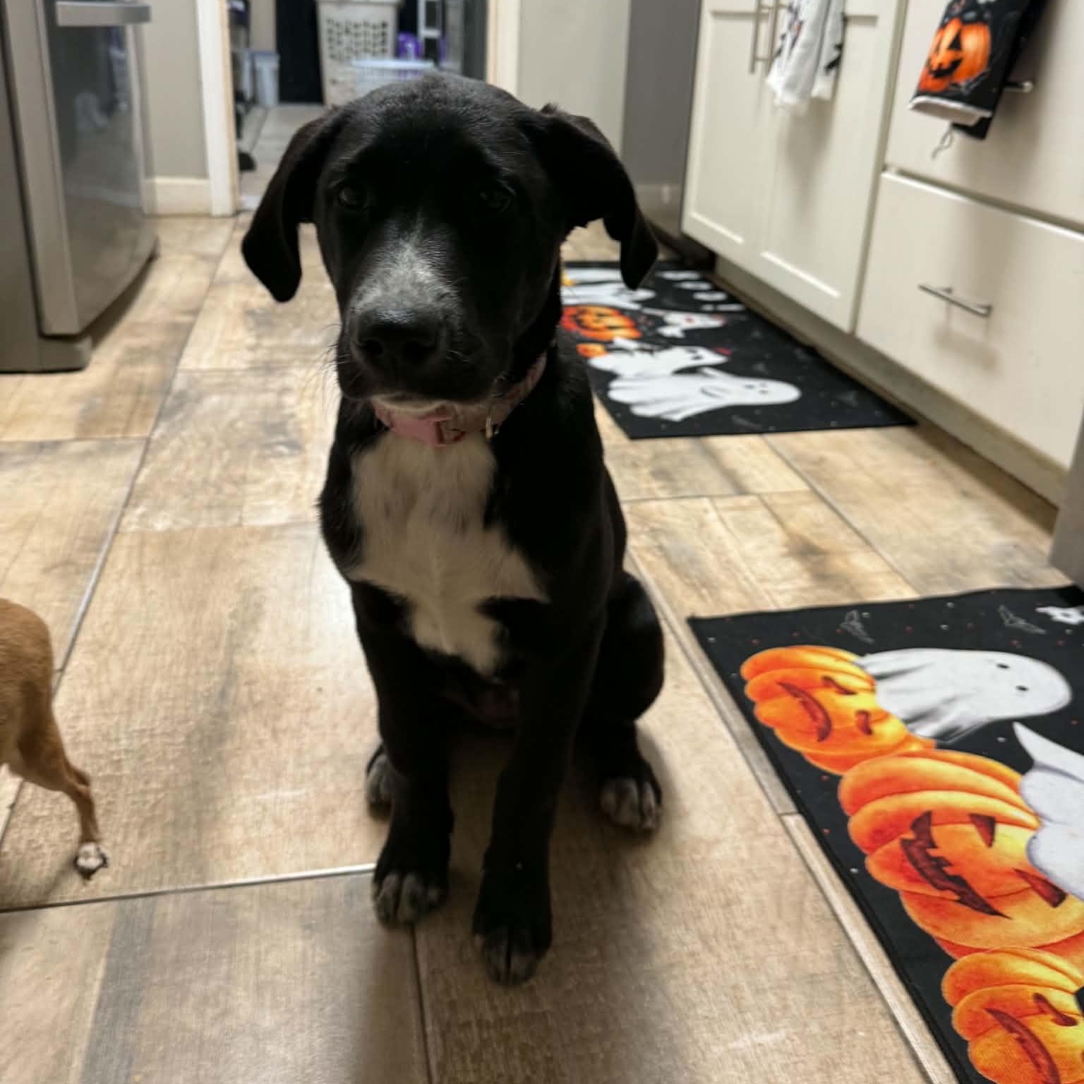 Enlarge Indie, an adopted Mixed Breed in Palm Bay, FL image 3/3