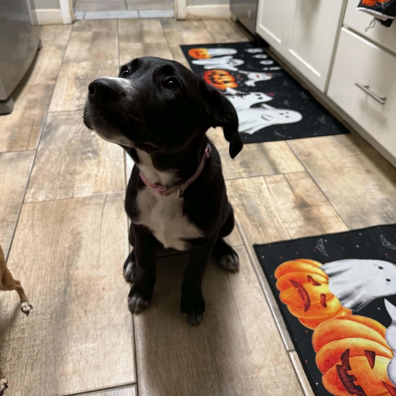 Enlarge Indie, an adopted Mixed Breed in Palm Bay, FL image 2/3