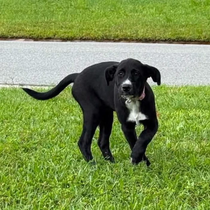 Enlarge Indie, an adopted Mixed Breed in Palm Bay, FL image 1/3