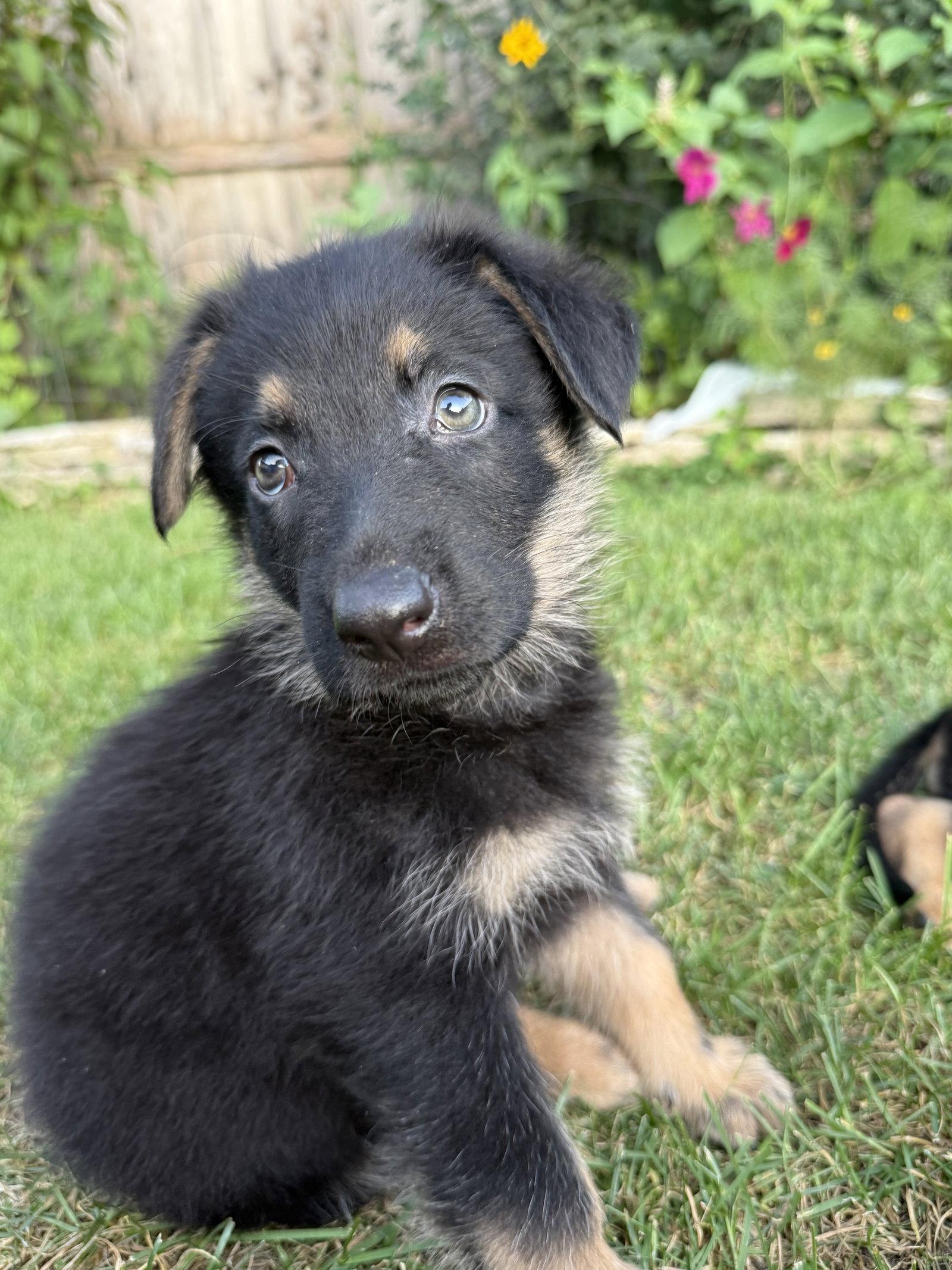 Howloween Hound - PENDING, Adoptable, Puppy Male German Shepherd Dog.