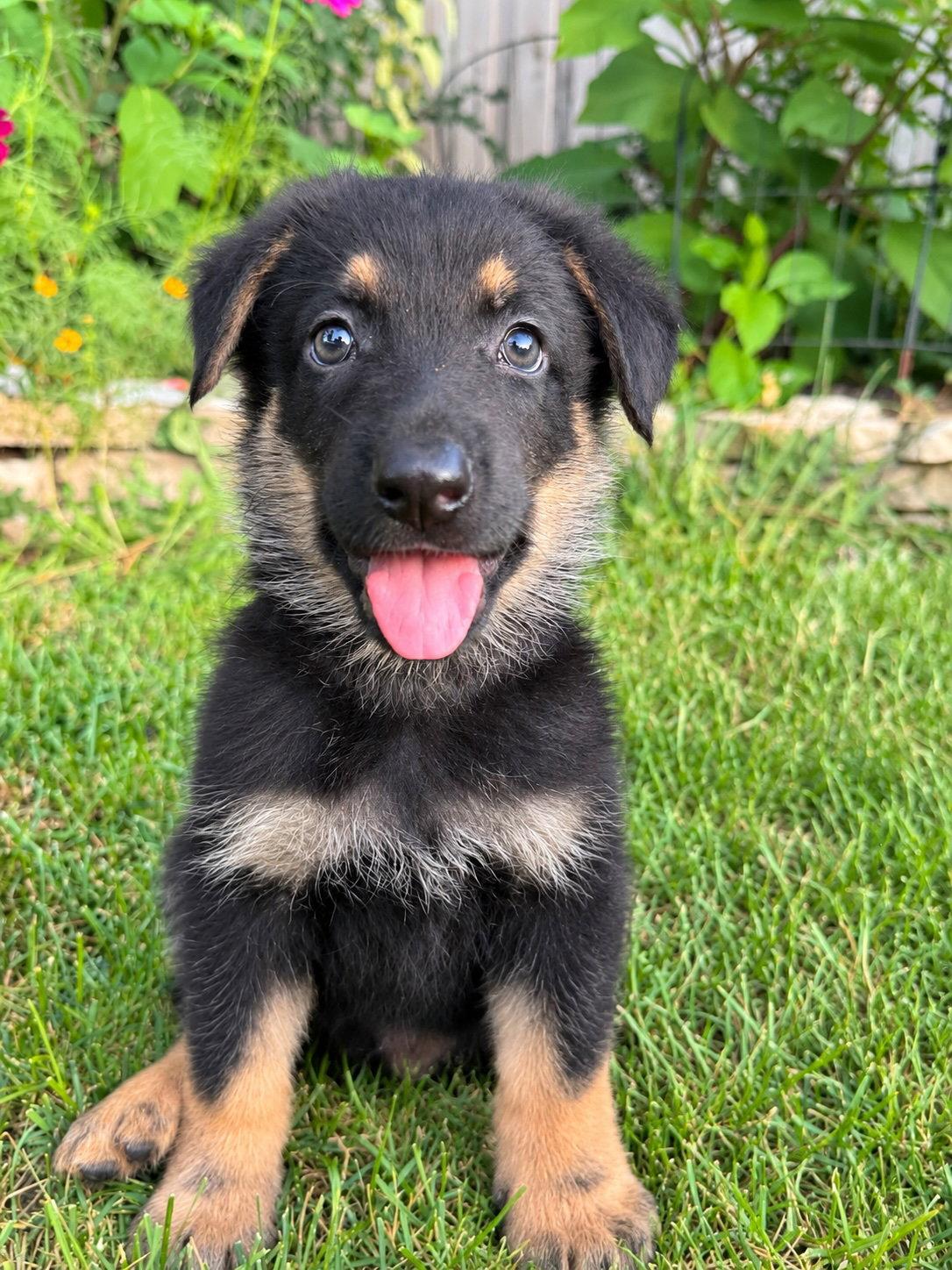 Enlarge Howloween Hound - PENDING, a Adoptable German Shepherd Dog in Hillside, IL image 2/3