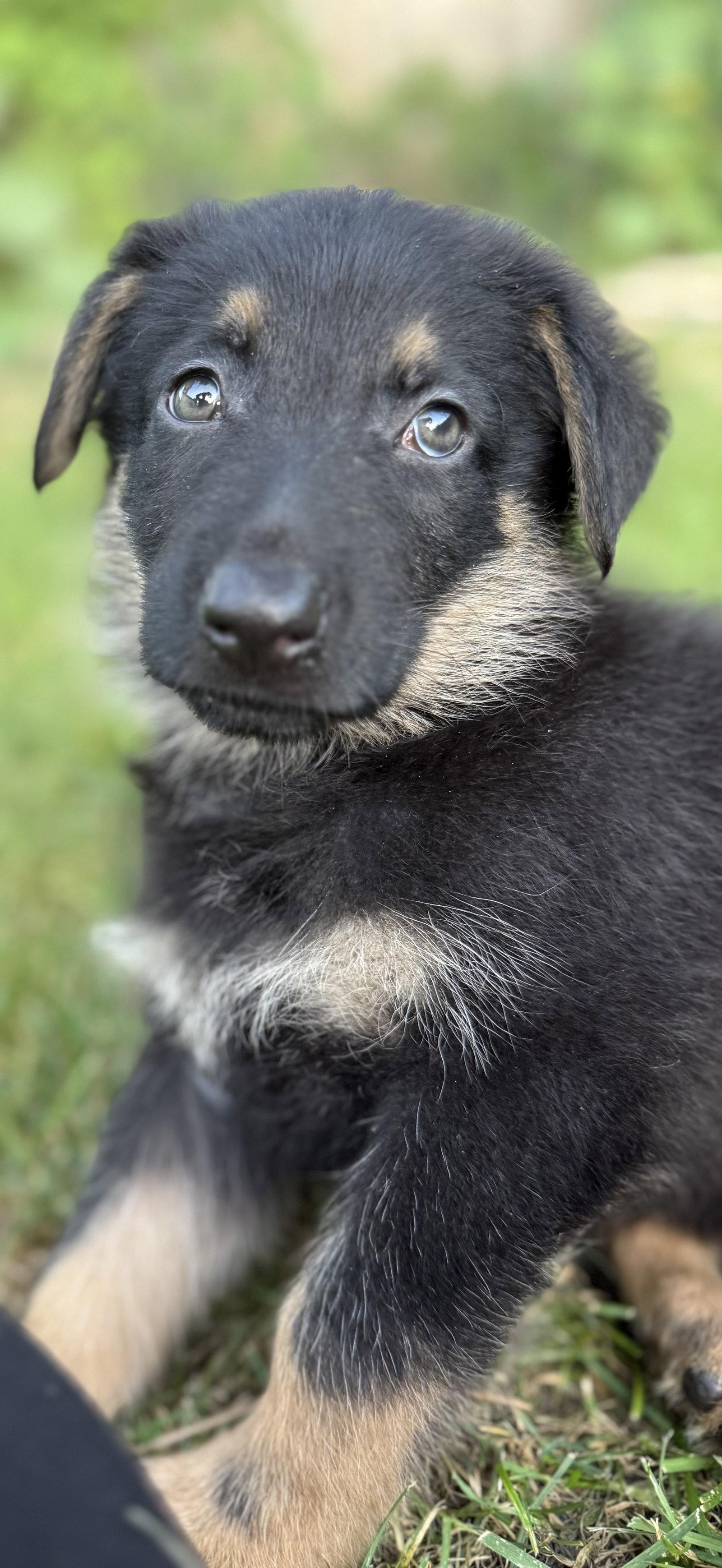 Enlarge Howloween Hound - PENDING, a Adoptable German Shepherd Dog in Hillside, IL image 3/3