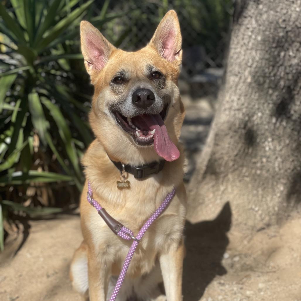Enlarge Denny, a Adoptable mixed breed in Riverside, CA image 1/5