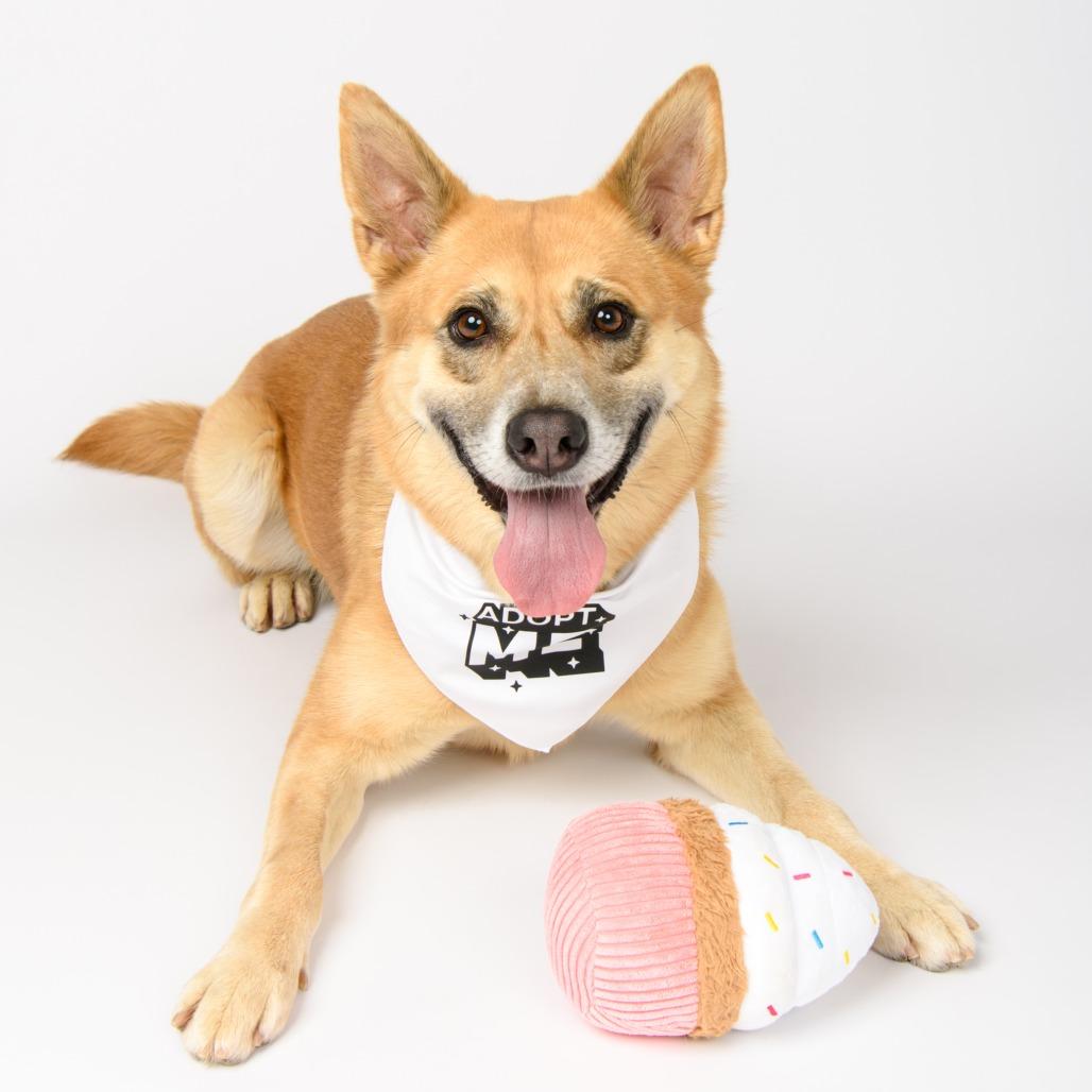 Enlarge Denny, a Adoptable mixed breed in Riverside, CA image 2/5