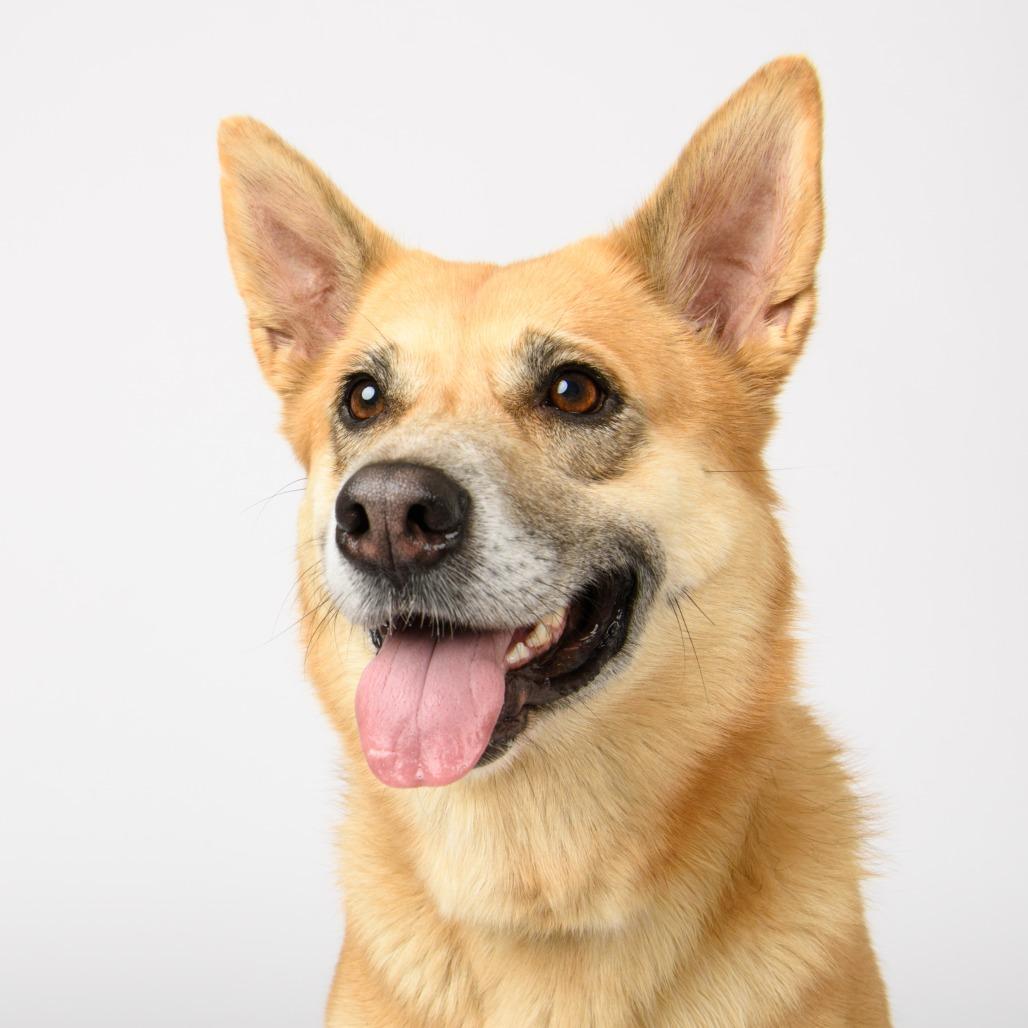 Enlarge Denny, a Adoptable mixed breed in Riverside, CA image 3/5