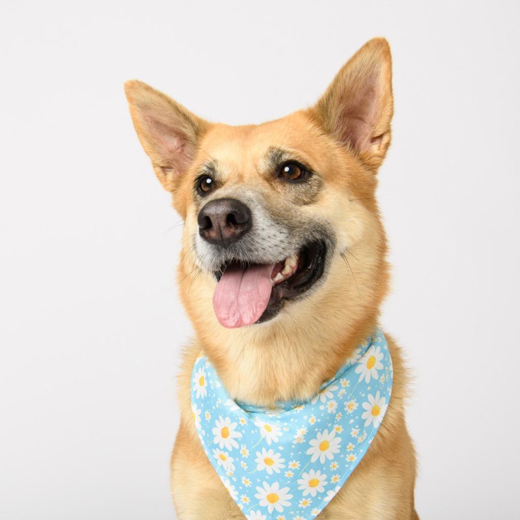Enlarge Denny, a Adoptable mixed breed in Riverside, CA image 4/6