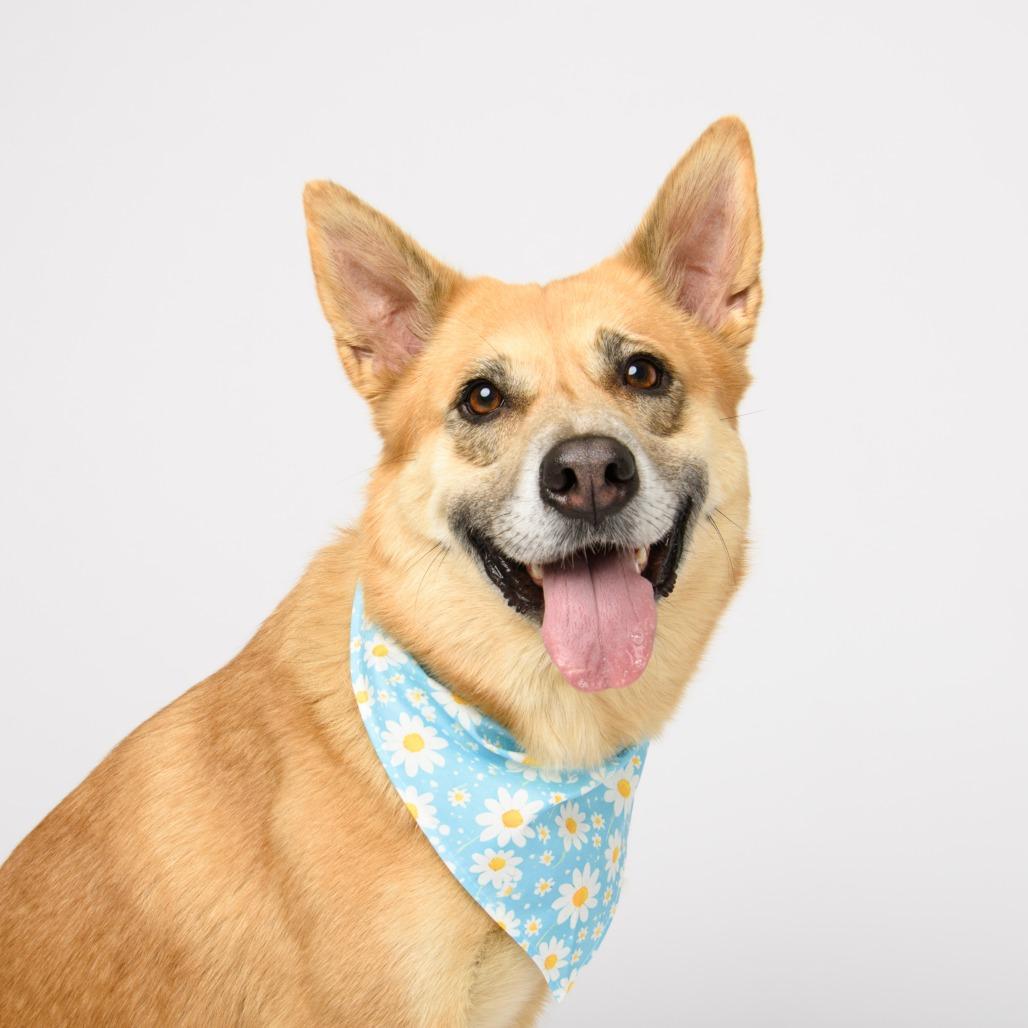 Enlarge Denny, a Adoptable mixed breed in Riverside, CA image 4/5