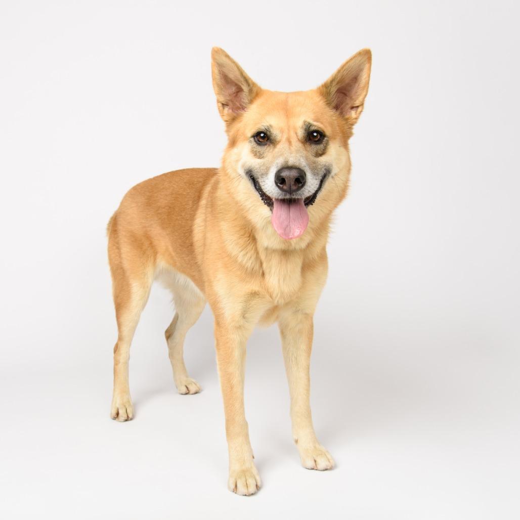 Enlarge Denny, a Adoptable mixed breed in Riverside, CA image 5/5