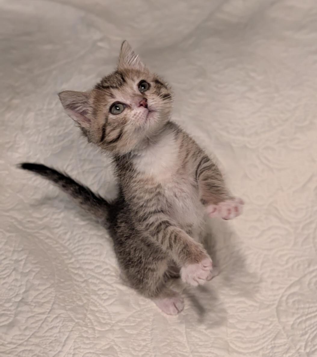 Enlarge Mustard - ADOPTION PENDING, an adopted mixed breed in Howell, MI image 5/5
