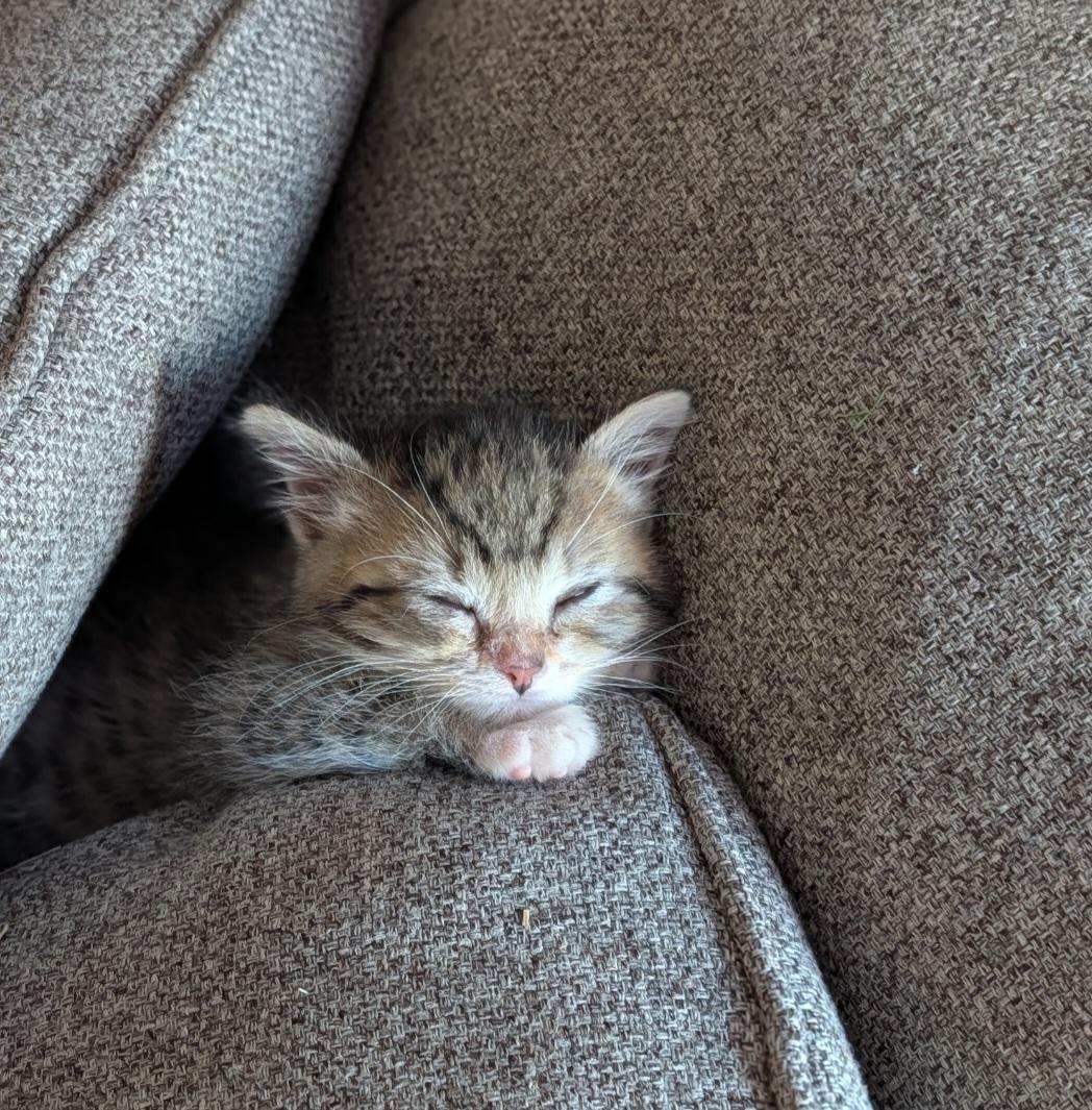 Enlarge Mustard - ADOPTION PENDING, an adopted mixed breed in Howell, MI image 4/5