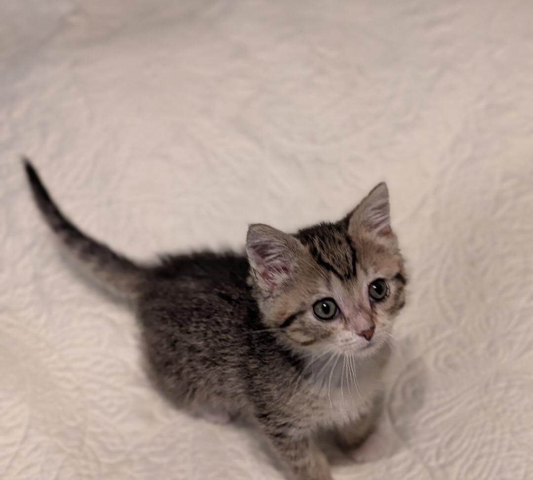 Enlarge Mustard - ADOPTION PENDING, an adopted mixed breed in Howell, MI image 3/5