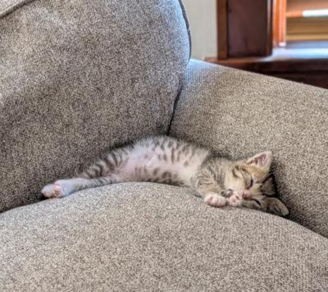 Enlarge Mustard - ADOPTION PENDING, an adopted mixed breed in Howell, MI image 2/5