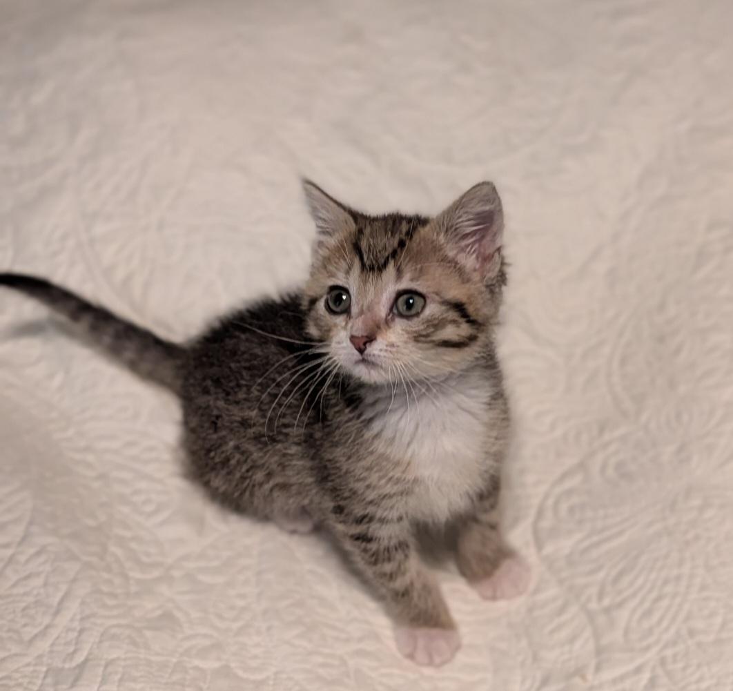 Mustard - ADOPTION PENDING, adopted, Kitten Male Tabby & Domestic Short Hair.