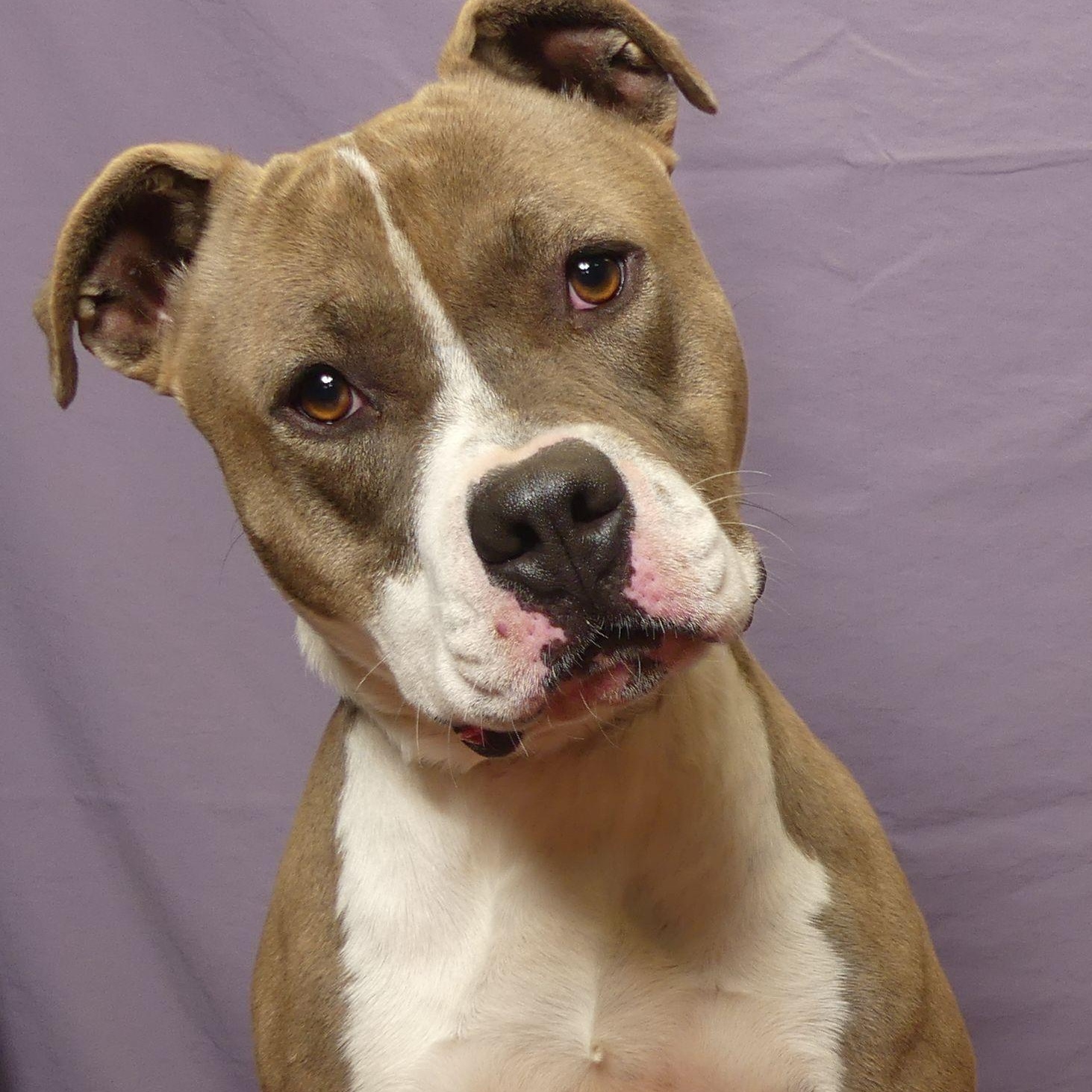 TAYLOR, a Adoptable mixed breed in Ukiah, CA image 1/5