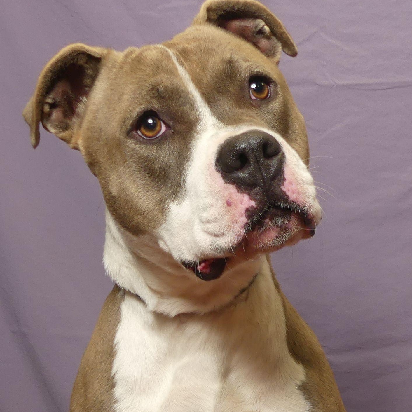 TAYLOR, a Adoptable mixed breed in Ukiah, CA image 2/5