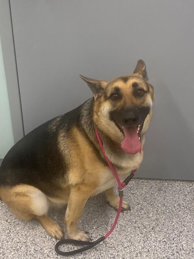 Enlarge Sassy, a Adoptable German Shepherd Dog in Athens, TN image 1/3
