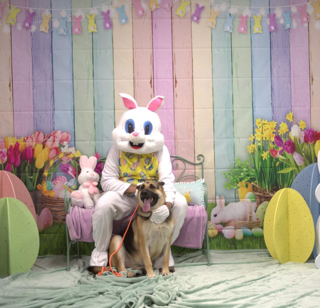 Enlarge Sassy, a Adoptable German Shepherd Dog in Athens, TN image 2/3