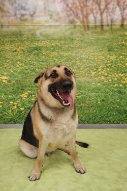 Enlarge Sassy, a Adoptable German Shepherd Dog in Athens, TN image 3/3