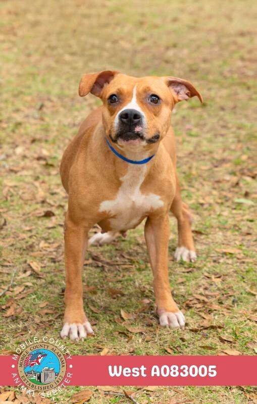 West, a Adoptable American Bulldog in Mobile, AL image 1/2