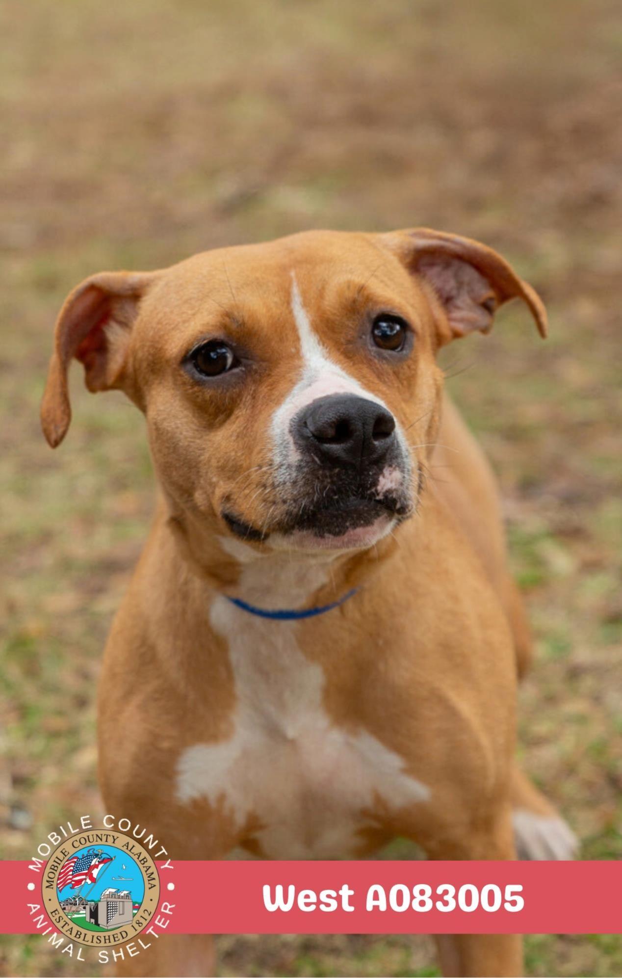 West, a Adoptable American Bulldog in Mobile, AL image 2/2