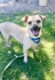 Riggs, ADOPTABLE, Adult Male Chiweenie.