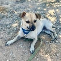 Riggs, a ADOPTABLE mixed breed in Gilbert, AZ image 2/2