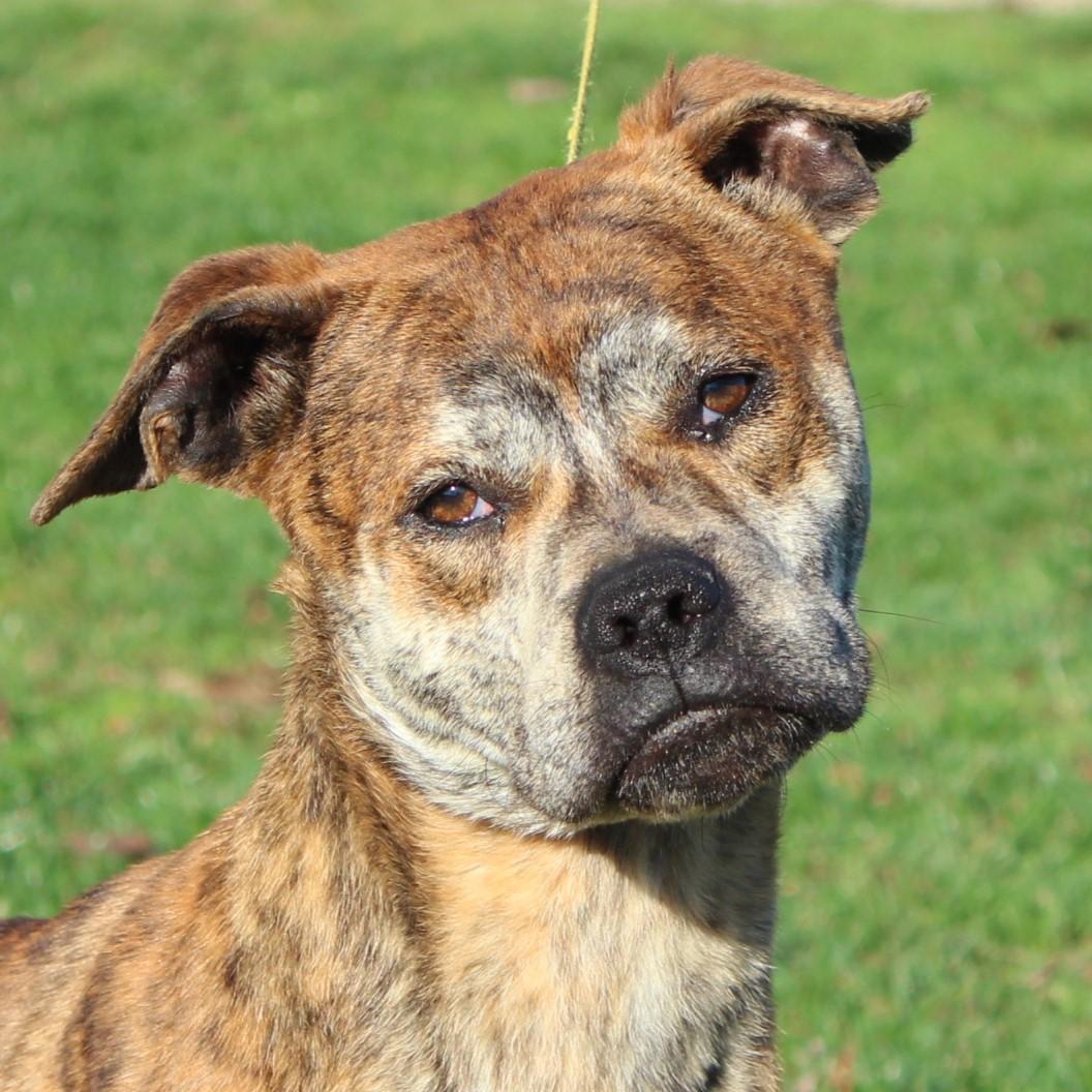 Farley, adopted, Adult Male Boxer.