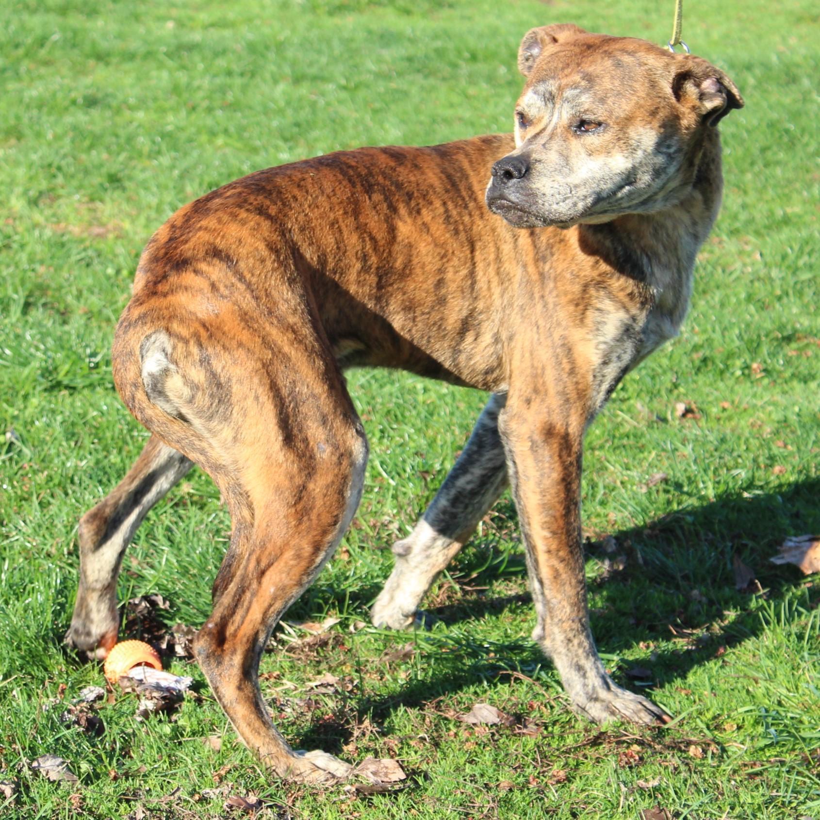 Farley, an adopted mixed breed in Eaton, OH image 2/6